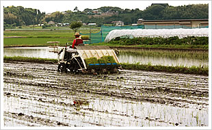 田植え01