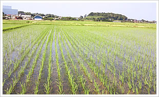 田植え02