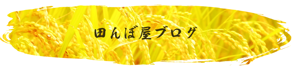 ブログ